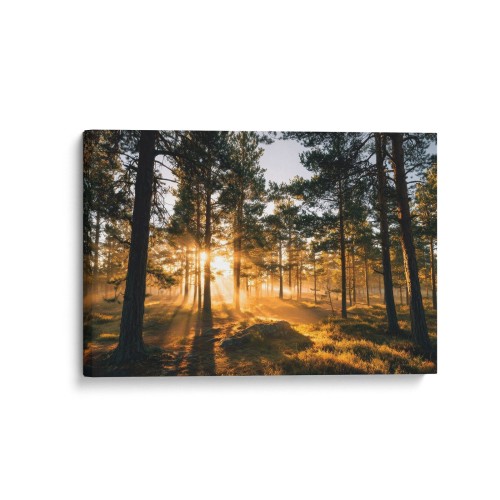 Obraz na płótnie canvas Sosnowy las o świcie realistyczny