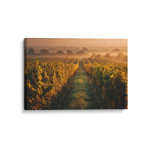 Obraz na płótnie canvas Winnica o świcie realistyczny