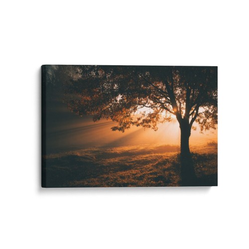 Obraz na płótnie canvas Drzewo o wschodzie realistyczny