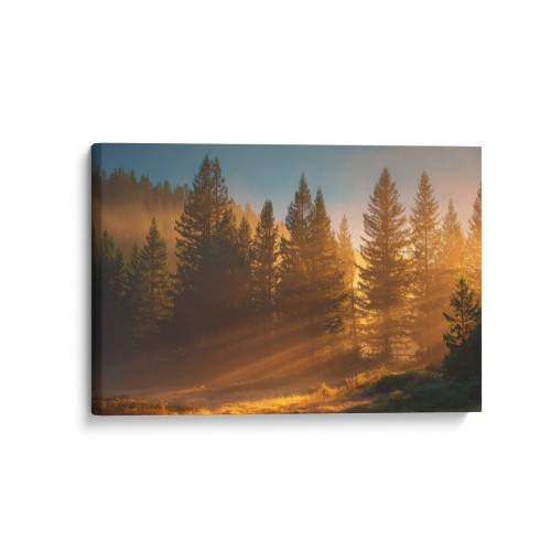 Obraz na płótnie canvas Sosny o świcie realistyczny