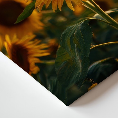 Obraz na płótnie canvas Pole słoneczników realistyczny