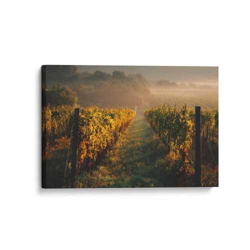 Obraz na płótnie canvas Winnica o świcie realistyczny