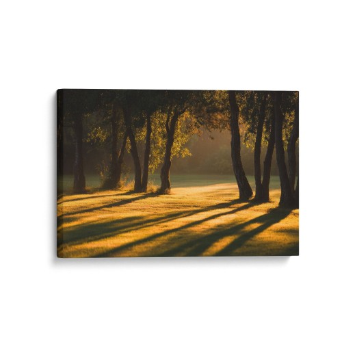 Obraz na płótnie canvas Złote światło na łące realistyczny